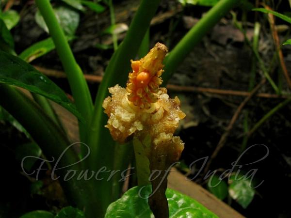 Upright Elephant Ear